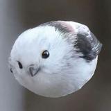 頭像