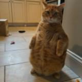 (Category: ) located in . Submitted by purebird-265e2a (Listing ID 1446417299, Image 1). Description: .