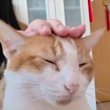 (分類:)位於 。 由 c._.hay 提交(商品編號 1466825251,圖片 1)。簡介: 。