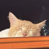 (Category: ) located in . Submitted by baby.cikoo (Listing ID 1454119380, Image 1). Description: .