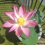 (Category: ) located in . Submitted by littleways (Listing ID 1453880775, Image 1). Description: .