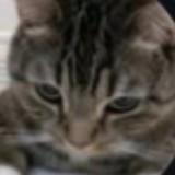 (分類:)位於 。 由 ivanlau6477 提交(商品編號 1454044311,圖片 1)。簡介: 。