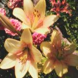 (Category: ) located in . Submitted by wabbysabby (Listing ID 1411831744, Image 1). Description: .