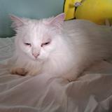 (Category: ) located in . Submitted by willowlover123 (Listing ID 1447447374, Image 1). Description: .