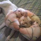 (Category: ) located in . Submitted by kittytittyareheavy (Listing ID 1461411628, Image 1). Description: .