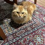 (Category: ) located in . Submitted by dinanzm (Listing ID 1464464606, Image 1). Description: .