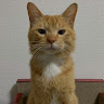 (Category: ) located in . Submitted by silentcat-4acf49 (Listing ID 1467520298, Image 1). Description: .