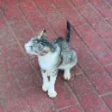 (Category: ) located in . Submitted by chesterco2 (Listing ID 1444774839, Image 1). Description: .