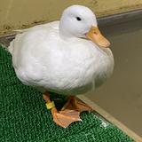 (分類:)位於 。 由 ooooooppss 提交(商品編號 1420779114,圖片 1)。簡介: 。