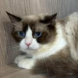 (分類:)位於 。 由 ello.lovescats 提交(商品編號 1418918273,圖片 1)。簡介: 。