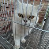 (Category: ) located in . Submitted by xiunilo888 (Listing ID 1414610147, Image 1). Description: .