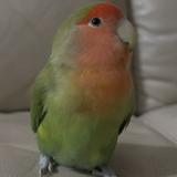 (分類:)位於 。 由 hkthings852 提交(商品編號 1414781859,圖片 1)。簡介: 。