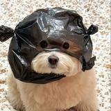 (Category: ) located in . Submitted by sconesgalore (Listing ID 1446098784, Image 1). Description: .