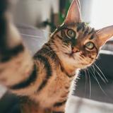(Category: ) located in . Submitted by catcatcat97 (Listing ID 1446279028, Image 1). Description: .