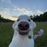 (Category: ) located in . Submitted by noble_nicedog_ecinyug (Listing ID 1459039774, Image 1). Description: .