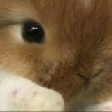 (Kategori: ) berada di . Dikirim oleh prelovedbymiffy (ID iklan 1463923943, Gambar 1). Deskripsi: .