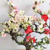 (分類:)位於 。 由 ceciliawong123 提交(商品編號 1419317842,圖片 1)。簡介: 。