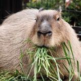 (Category: ) located in . Submitted by fat_capybara (Listing ID 1416531184, Image 1). Description: .