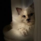 頭像