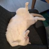 (分類:)位於 。 由 fool_panda 提交(商品編號 1458775464,圖片 1)。簡介: 。