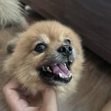 (Category: ) located in . Submitted by tommyythepom (Listing ID 1448540666, Image 1). Description: .