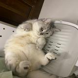 (分類:)位於 。 由 yuki668888 提交(商品編號 1424674668,圖片 1)。簡介: 。