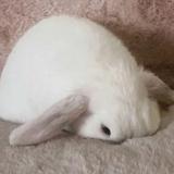 (Category: ) located in . Submitted by danesentiments (Listing ID 1442687605, Image 1). Description: .