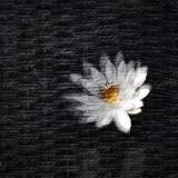 (分類:)位於 。 由 rjovy 提交(商品編號 1449208305,圖片 1)。簡介: 。
