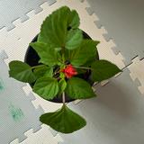 (分類:)位於 。 由 luckyrabbit_47e6b2 提交(商品編號 1469978469,圖片 1)。簡介: 。