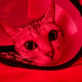 (Category: ) located in . Submitted by bernadeth_r (Listing ID 1439143895, Image 1). Description: .