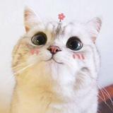 (Category: ) located in . Submitted by ai__chang (Listing ID 1436466085, Image 1). Description: .