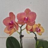 (Category: ) located in . Submitted by anyplants1.25am (Listing ID 1440248345, Image 1). Description: .