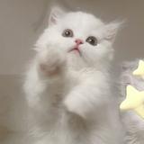 (分類:)位於 。 由 yi030_65 提交(商品編號 1464458288,圖片 1)。簡介: 。