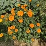 (Category: ) located in . Submitted by sonali239 (Listing ID 1453441399, Image 1). Description: .