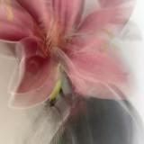 (Category: ) located in . Submitted by ainaashirin (Listing ID 1465988956, Image 1). Description: .