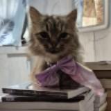 (Category: ) located in . Submitted by meeeeooww (Listing ID 1421896762, Image 1). Description: .