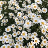 (Category: ) located in . Submitted by lofiley (Listing ID 1464030831, Image 1). Description: .