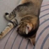 (Category: ) located in . Submitted by haikal2411 (Listing ID 1466862120, Image 1). Description: .