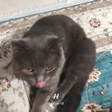 (Category: ) located in . Submitted by nasldanyac30713 (Listing ID 1439382924, Image 1). Description: .