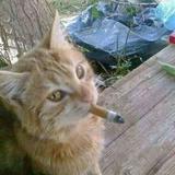 (Category: ) located in . Submitted by yngiie (Listing ID 1466108166, Image 1). Description: .