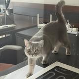 (Category: ) located in . Submitted by meows_fashion (Listing ID 1460212418, Image 1). Description: .