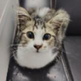 (Category: ) located in . Submitted by puddingcat. (Listing ID 1453353113, Image 1). Description: .