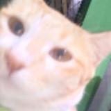 (Category: ) located in . Submitted by misrezuri (Listing ID 1463148433, Image 1). Description: .