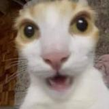 (Category: ) located in . Submitted by heheheh123289 (Listing ID 1460334577, Image 1). Description: .