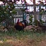 (Category: ) located in . Submitted by mlkc1313 (Listing ID 1456103904, Image 1). Description: .