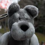 (Category: ) located in . Submitted by oreo.schnauzer (Listing ID 1450476185, Image 1). Description: .