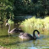 (Category: ) located in . Submitted by swans.tapirs (Listing ID 1444761083, Image 1). Description: .