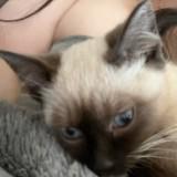 (Category: ) located in . Submitted by 66.boa (Listing ID 1462137904, Image 1). Description: .