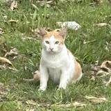 (Category: ) located in . Submitted by foyh_ (Listing ID 1452016526, Image 1). Description: .