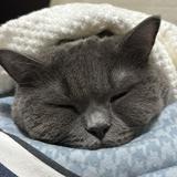 (分類:)位於 。 由 mingjai141 提交(商品編號 1463984528,圖片 1)。簡介: 。